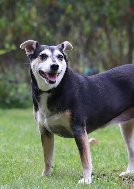 Cudowna łagodna sunia szuka PILNIE domku pełnego miłości