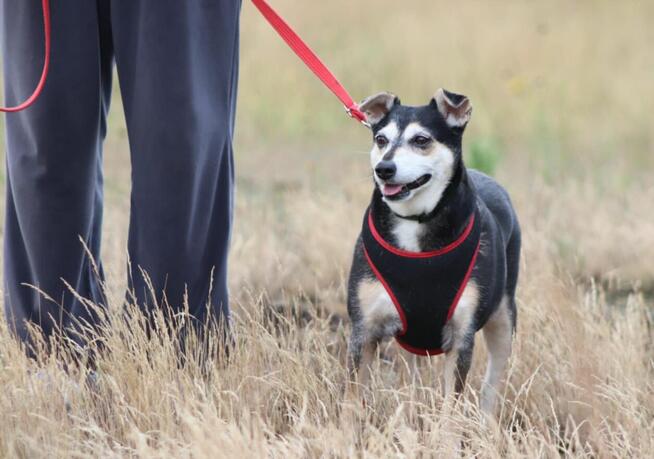Wspaniała sunia nie mająca łatwego życia szuka dobrego domku