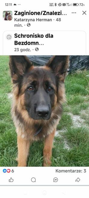 Nadal poszukiwana Bella