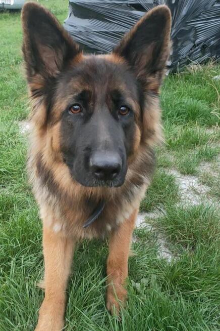 Nadal poszukiwana Bella