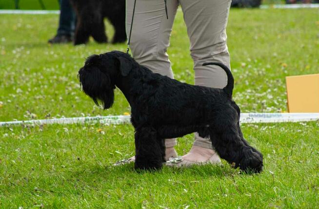 Sznaucer Miniaturowy Czarny