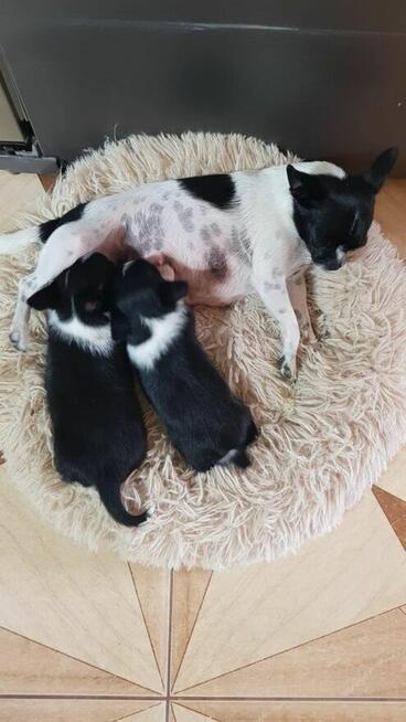 Śliczny piesek chihuahua