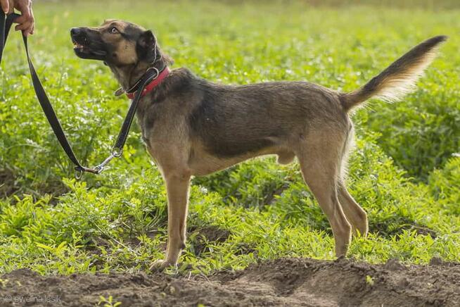 Zrób niejsce w sercu - Szaraczek gotowy do adopcji! ️