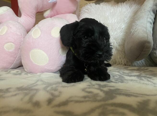 Sznaucer Miniaturowy Czarny