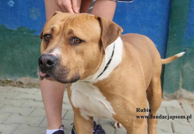 Rubin