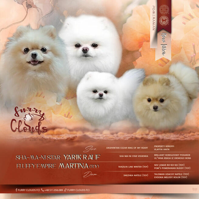 Pomeranian Szpic miniaturowy ZKwP FCI suczka