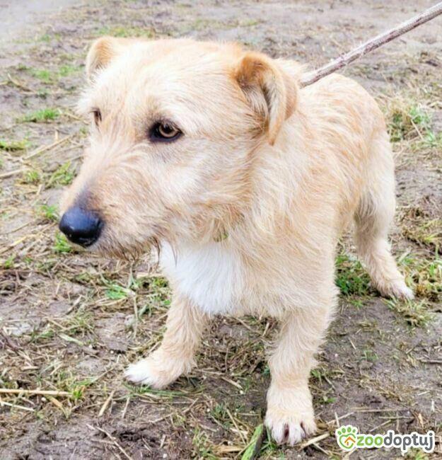 Kremuś - mały, delikatny psiak szuka super domu