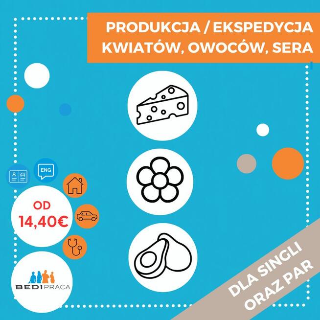 PRODUKCJA / SORTOWNIA WARZYW I OWOCÓW- HOLANDIA