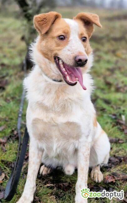 BORYSEK - psiak idealny szuka domu