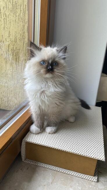 Kotek ragdoll gotowy do odbioru