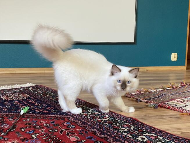 Kotek ragdoll gotowy do odbioru