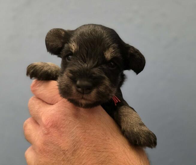 Sznaucer Miniaturowy Czarno-Srebrny ZKwP