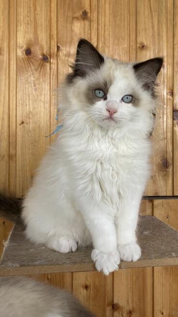 Kotek ragdoll gotowy do odbioru