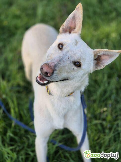 AGUŚ - piękny psiak szuka dobrego domu