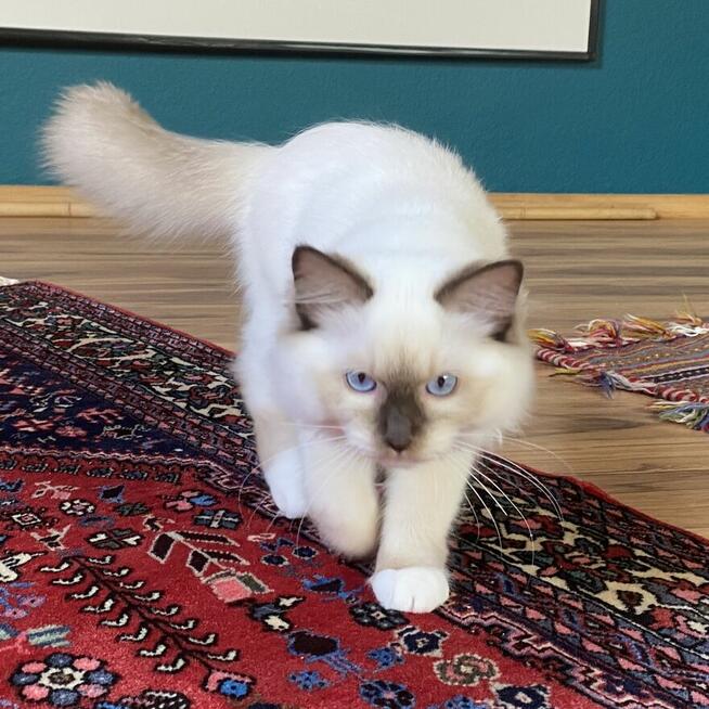 Kotek ragdoll gotowy do odbioru