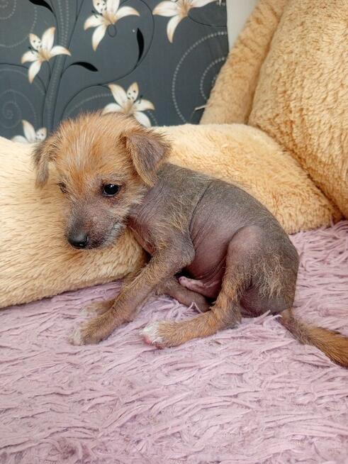 Piękny grzywacz chiński