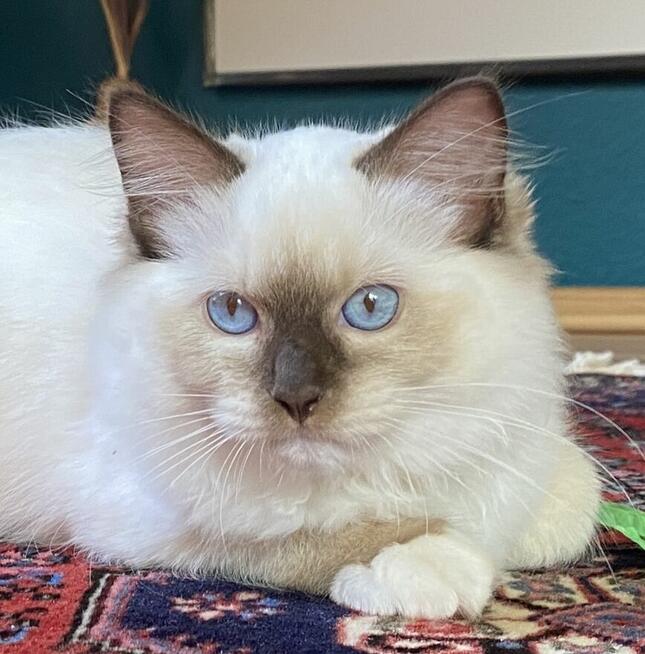 Kotek ragdoll gotowy do odbioru