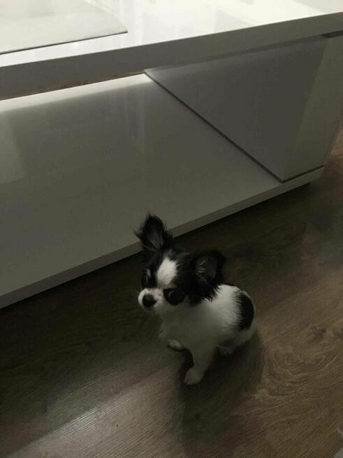 Szczeniak Chihuahua Długowłosa