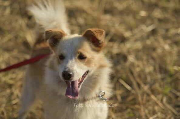 Kamel - mały wojownik gotowy na miłość ️