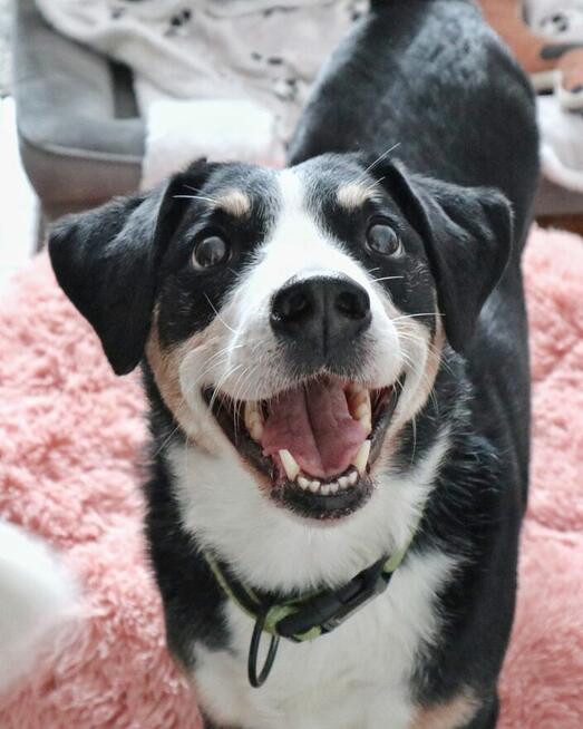 Behawiorysta psi trener Szczecin