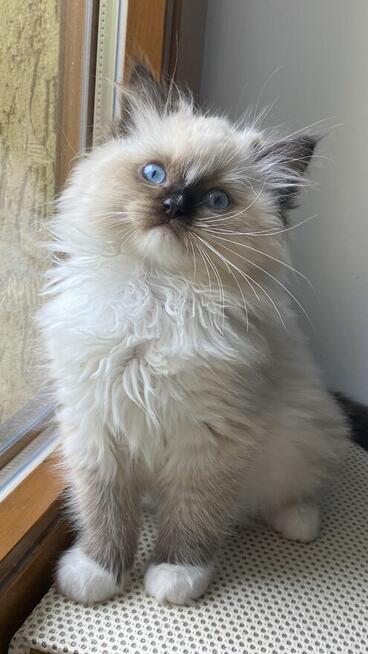 Kotek ragdoll gotowy do odbioru