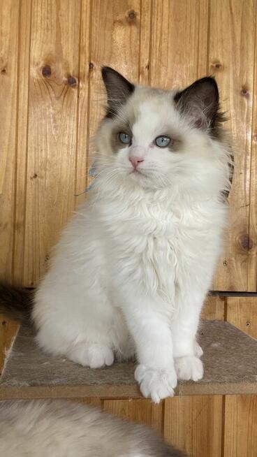 Kotek ragdoll gotowy do odbioru