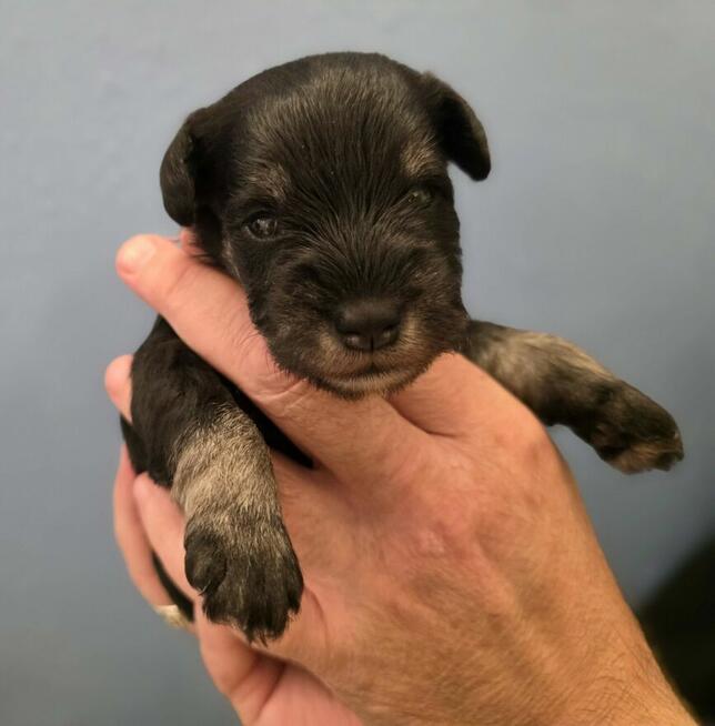 Sznaucer Miniaturowy Czarno-Srebrny ZKwP