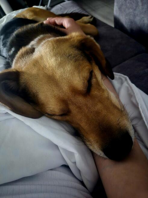 Oddam pieska TYLKO W DOBRE RĘCE