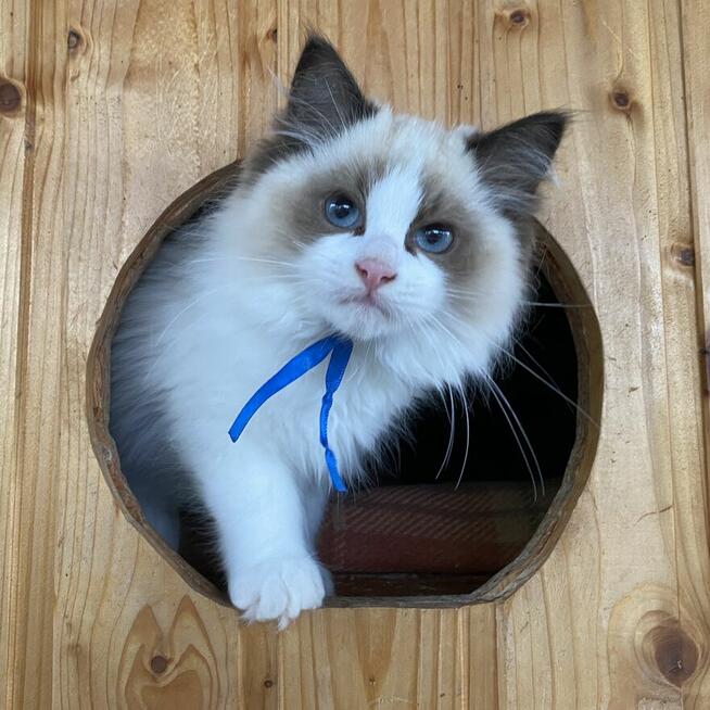 Kotek ragdoll gotowy do odbioru