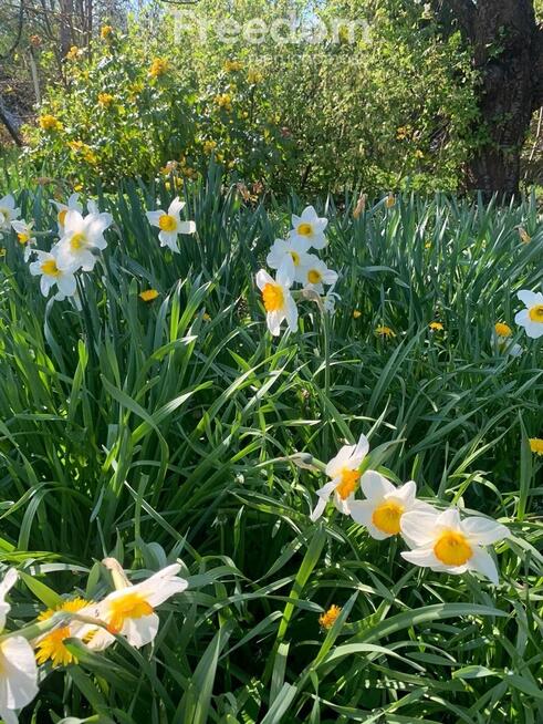 Działka ROD Warszawa ul. Statkowskiego