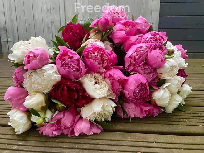 Działka ROD Warszawa ul. Statkowskiego