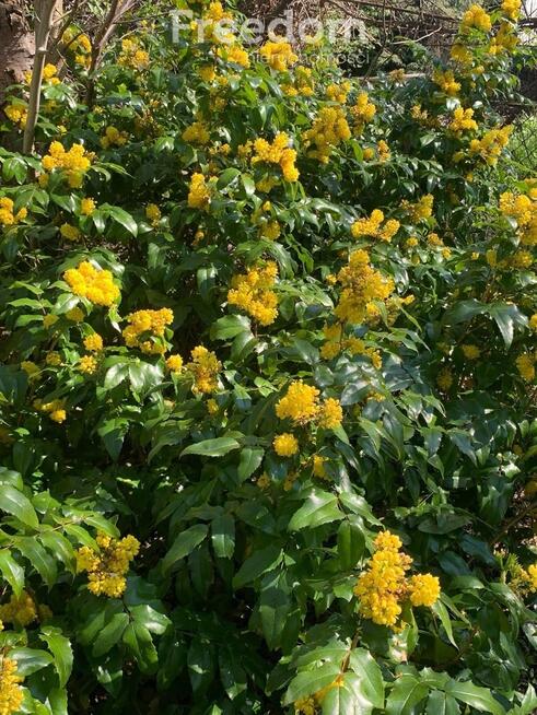 Działka ROD Warszawa ul. Statkowskiego