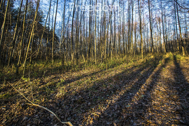 Działka 39,75 ar przy drodze i lesie– Giedlarowa