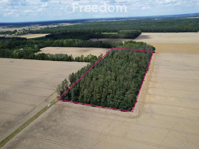 2,29 ha prawie 60 letniego lasu Pokinianka