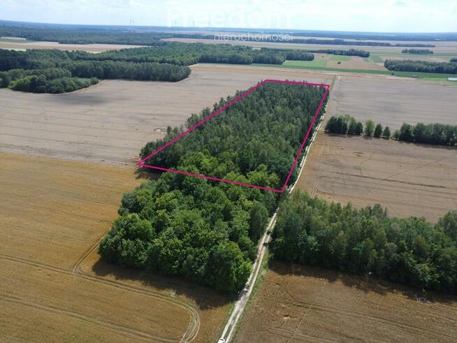 2,29 ha prawie 60 letniego lasu Pokinianka