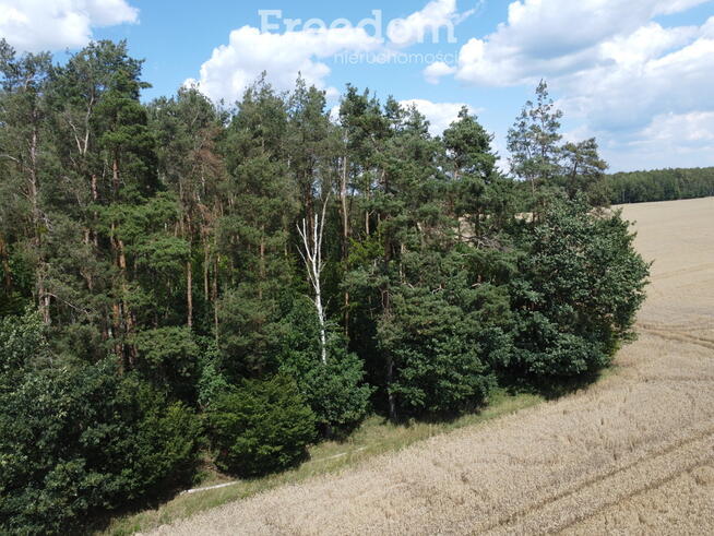 2,29 ha prawie 60 letniego lasu Pokinianka