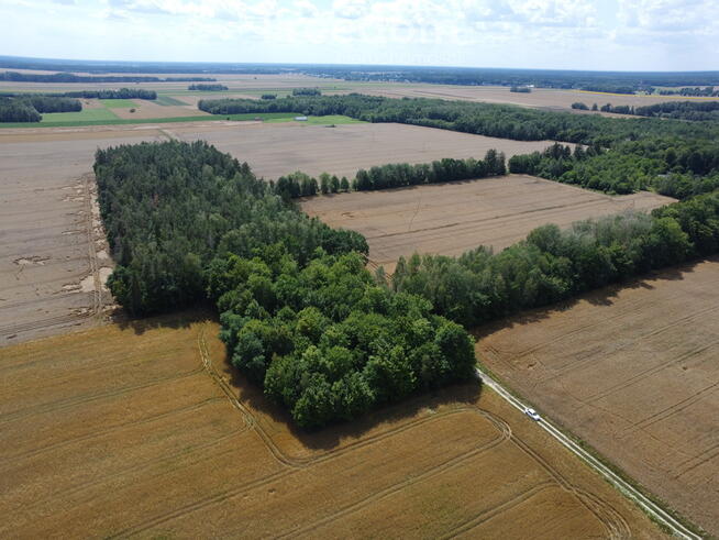 2,29 ha prawie 60 letniego lasu Pokinianka