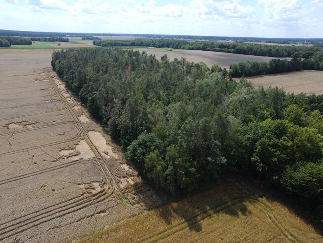 2,29 ha prawie 60 letniego lasu Pokinianka