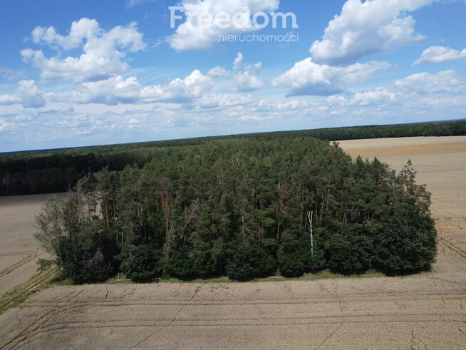 2,29 ha prawie 60 letniego lasu Pokinianka