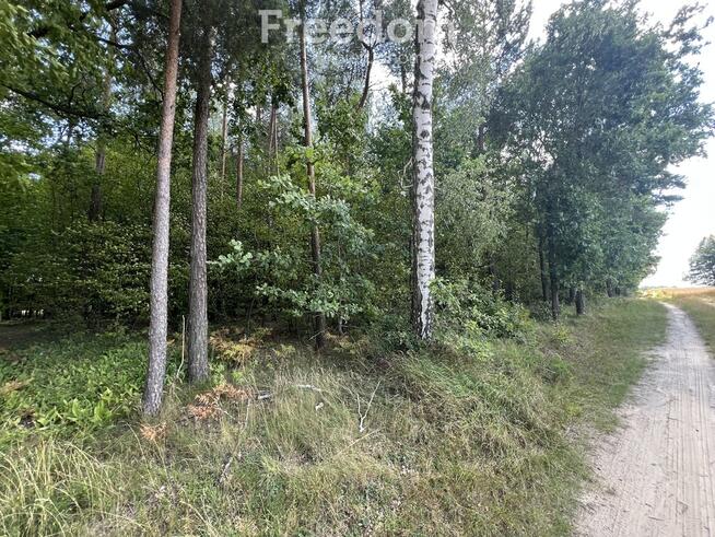 2,29 ha prawie 60 letniego lasu Pokinianka