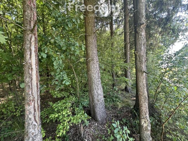 2,29 ha prawie 60 letniego lasu Pokinianka