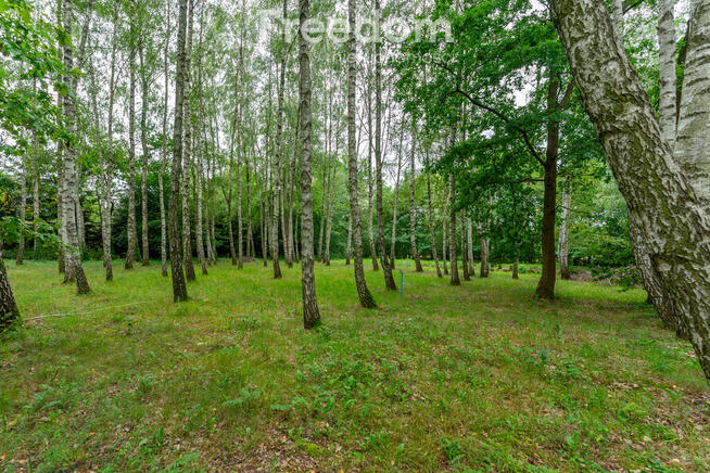 Urokliwa działka ze stawem i laskiem brzozowym