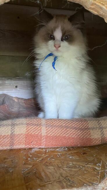 Kotek ragdoll gotowy do odbioru