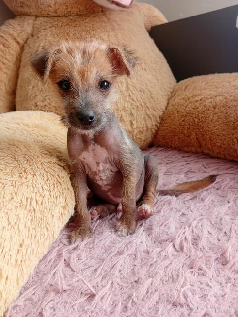 Piękny grzywacz chiński