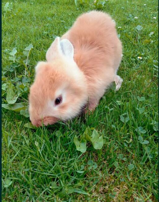 Króliki barany francuskie