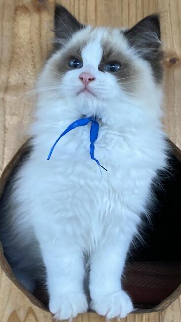 Kotek ragdoll gotowy do odbioru