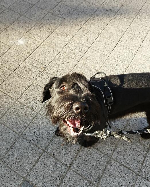 Behawiorysta psi trener Szczecin