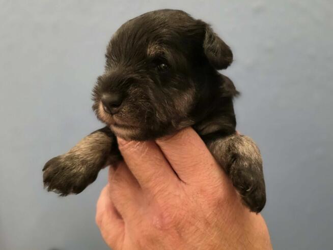 Sznaucer Miniaturowy Czarno-Srebrny ZKwP