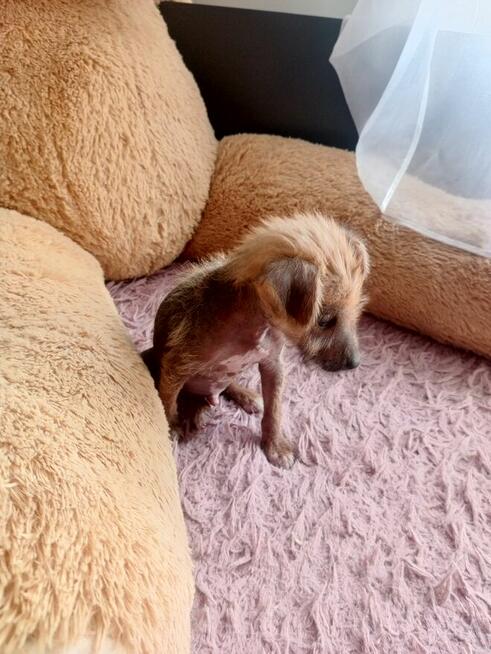 Piękny grzywacz chiński