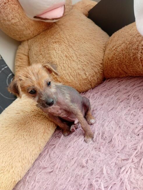 Piękny grzywacz chiński